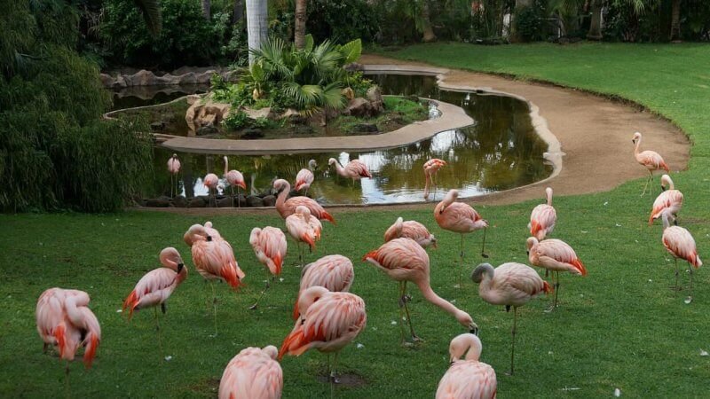 Flamingos in Loro Park