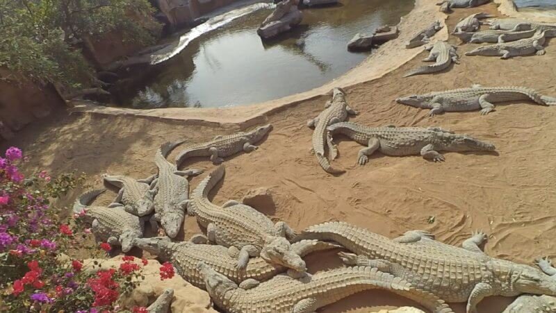 Crocodile Park, Gran Canaria Crocodile Park