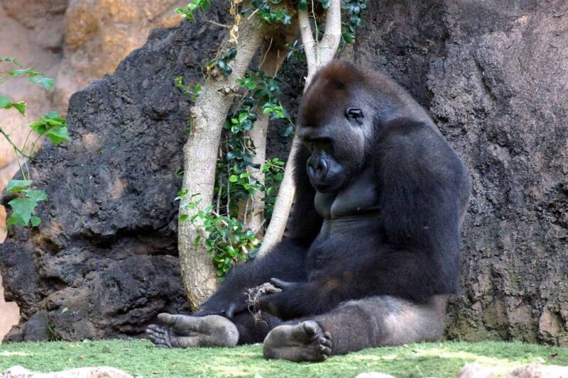 Gorilla in Loro Park
