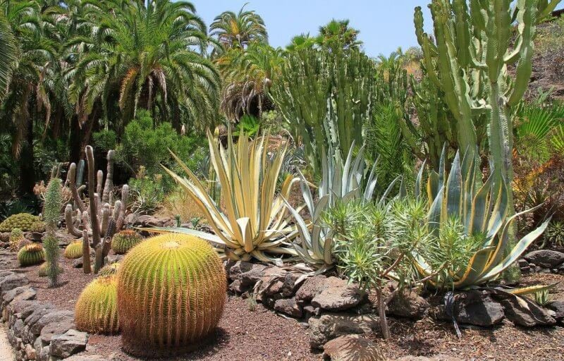 Maspalomas Botanical Garden, Spain Maspalomas Botanical Garden