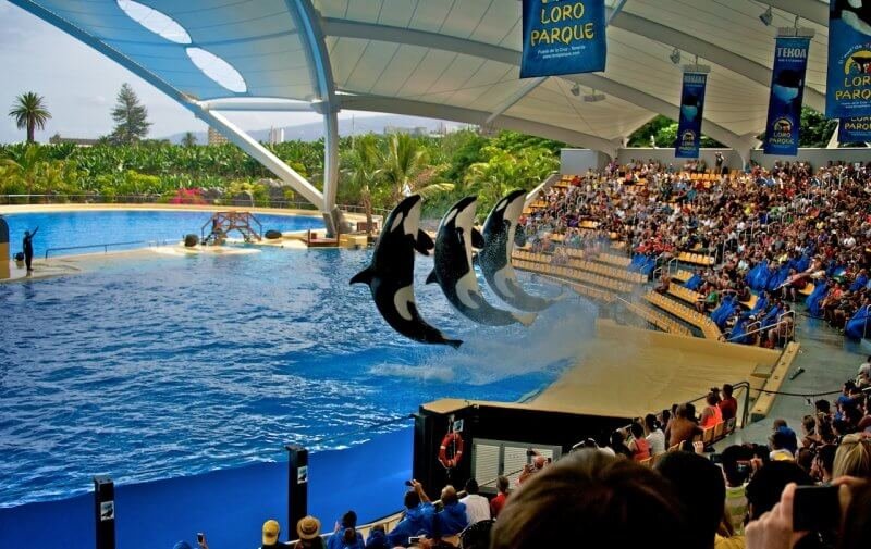 Killer Whale Show