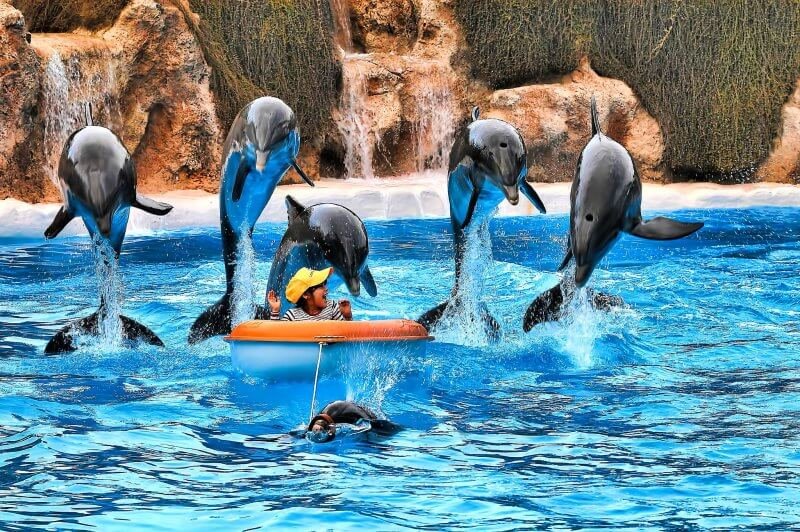 Dolphin Show