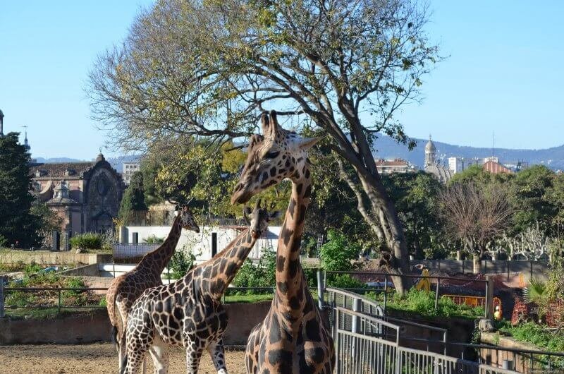 Giraffes at the Citadel Zoo