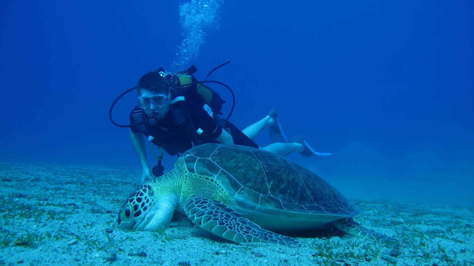 Underwater photo of a diver with a turtle Turtle Diving