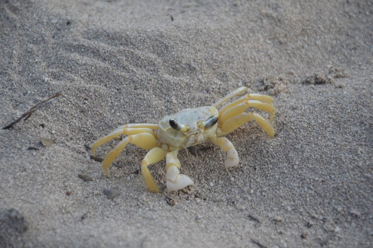 Photo of a crab on Pantai Cenang beach Crab on Pantai Cenang Beach