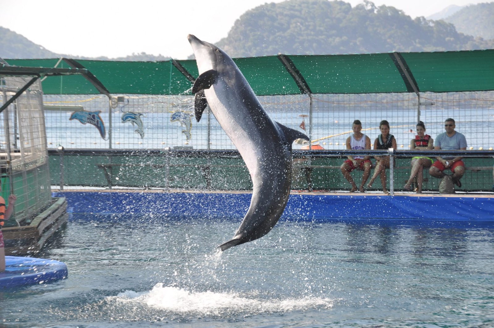 Dolphin jump in the Dolphinarium of Marmaris Performance at the Dolphinarium of Marmaris