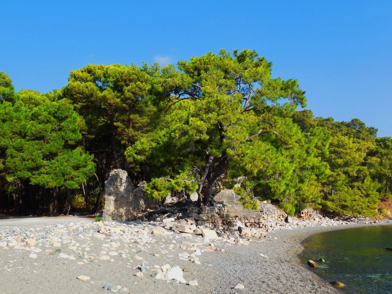 Photos of relict pine trees almost on the beach in Tekirova Relict pines in Tekirova