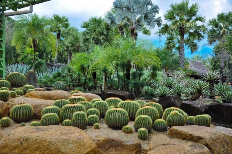 Cactus Garden