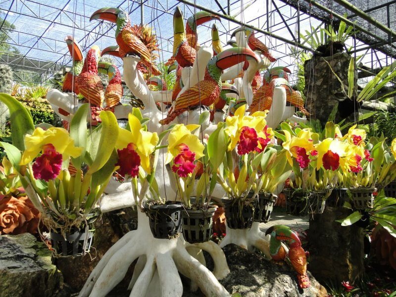 Orchid Garden