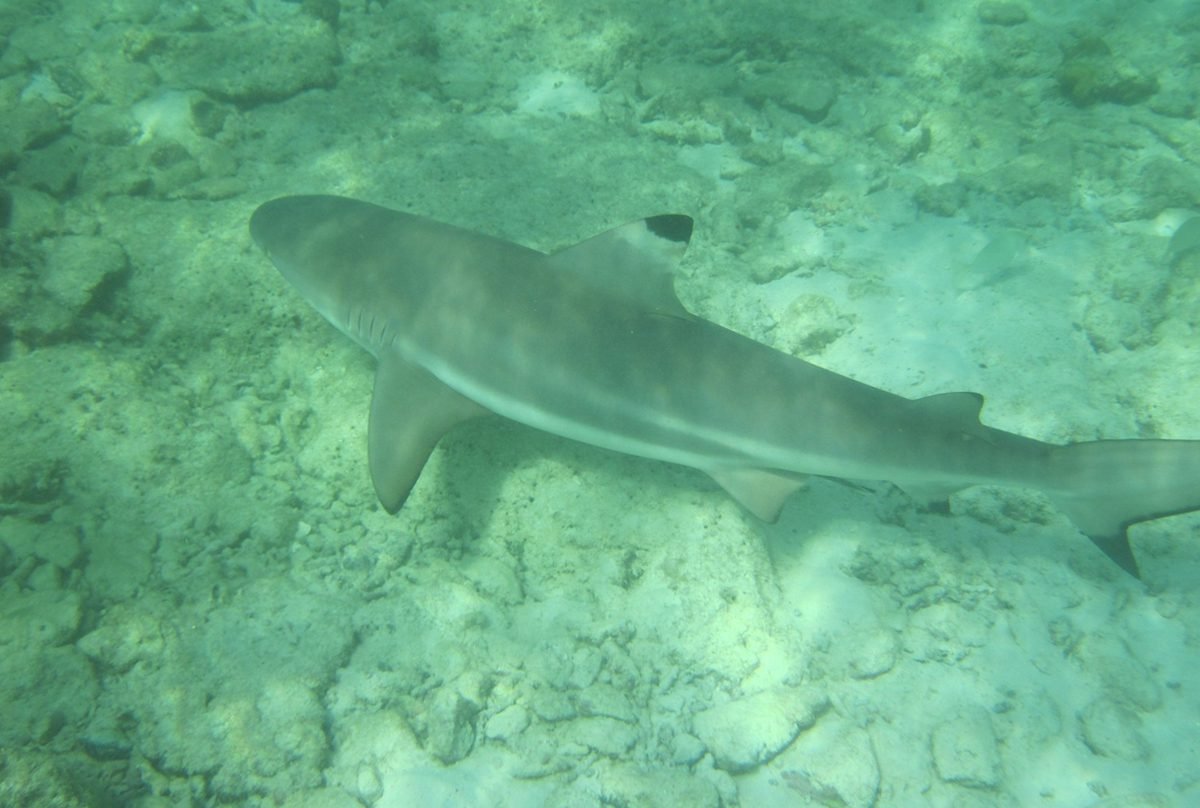 Underwater photo of a shark a small shark Snorkeling at Long Beach