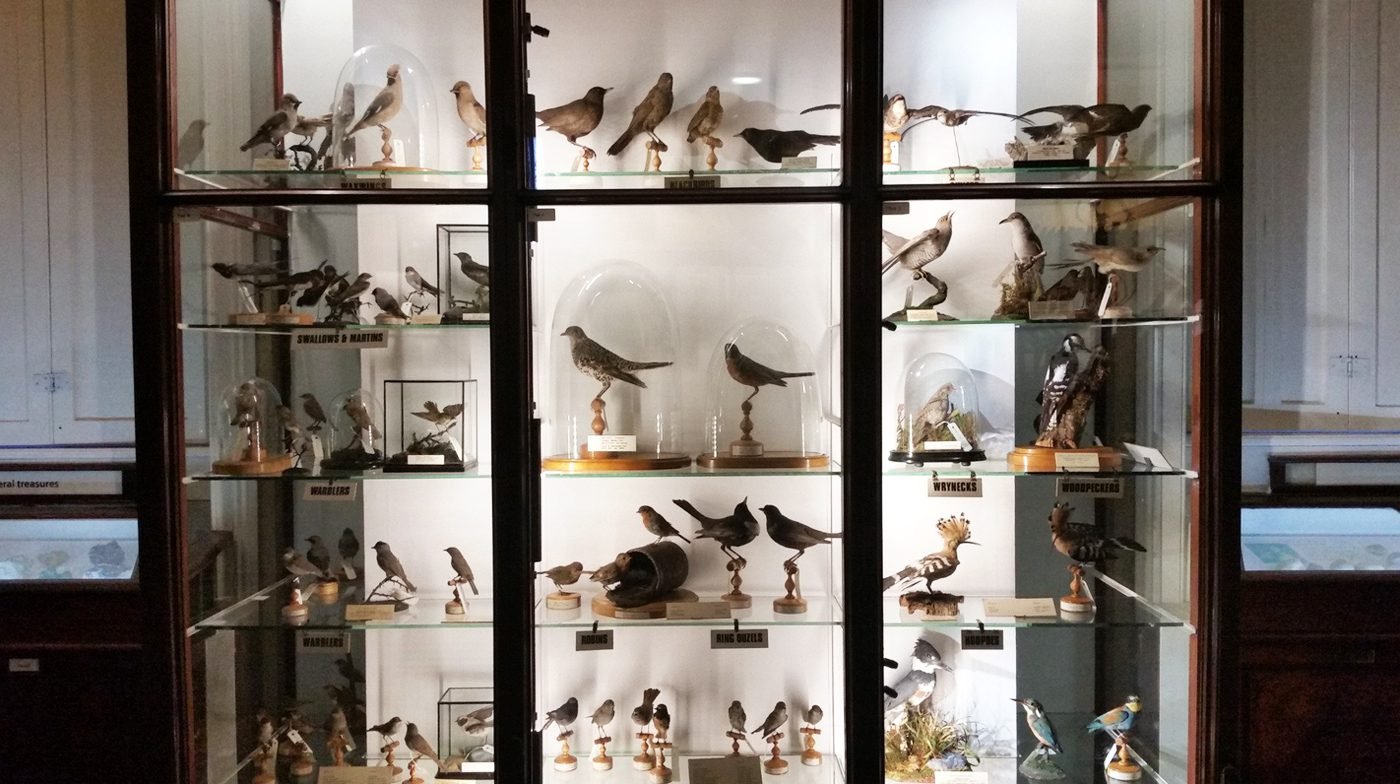 Photos of birds at the Natural History Museum of Ireland Representatives of the local fauna