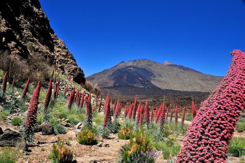Flowers in Tenerife, Spain Flowers in Tenerife