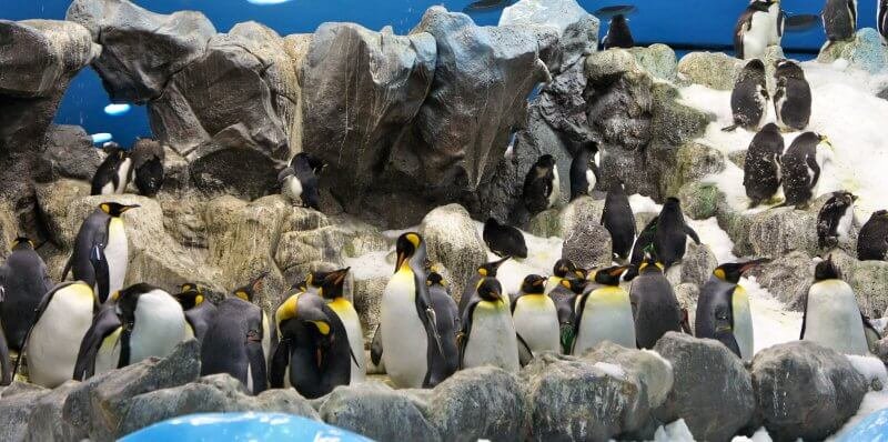 Loro Park Penguin Garden