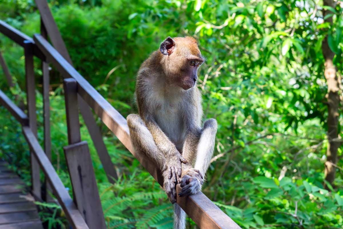 Macaque on Krabi Jungle Tour Jungle tour with macaques living there