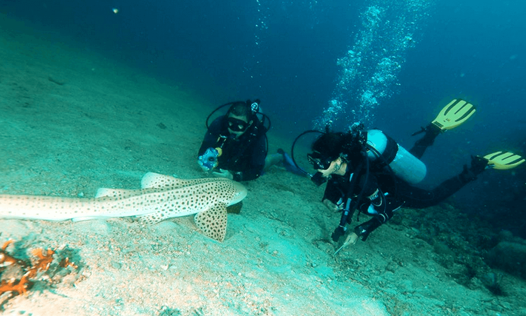 Underwater photo of divers on Ao Nang Diving in Ao Nang