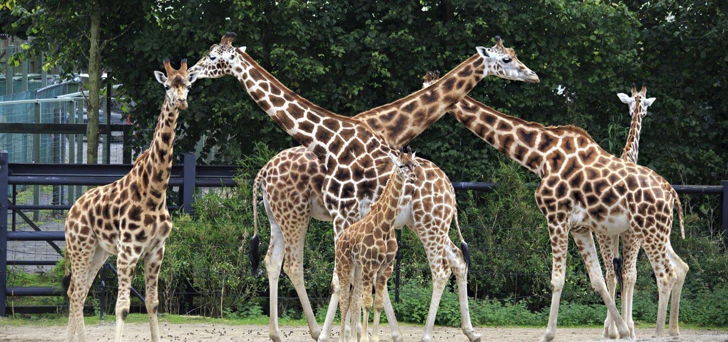 Giraffes at Dublin Zoo Dublin Zoo