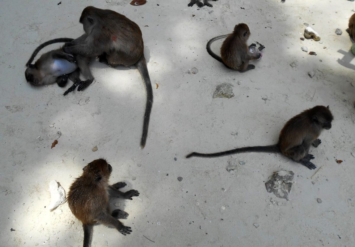 Photos of long-tailed macaques on Monkey Beach Monkeys on Monkey Beach