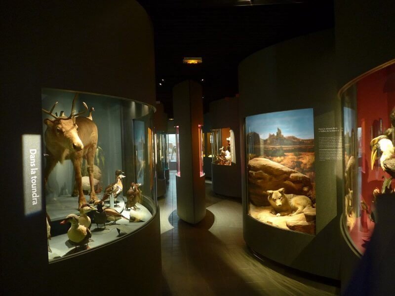 Photo: Natural History Museum in Dijon, France Natural History Museum