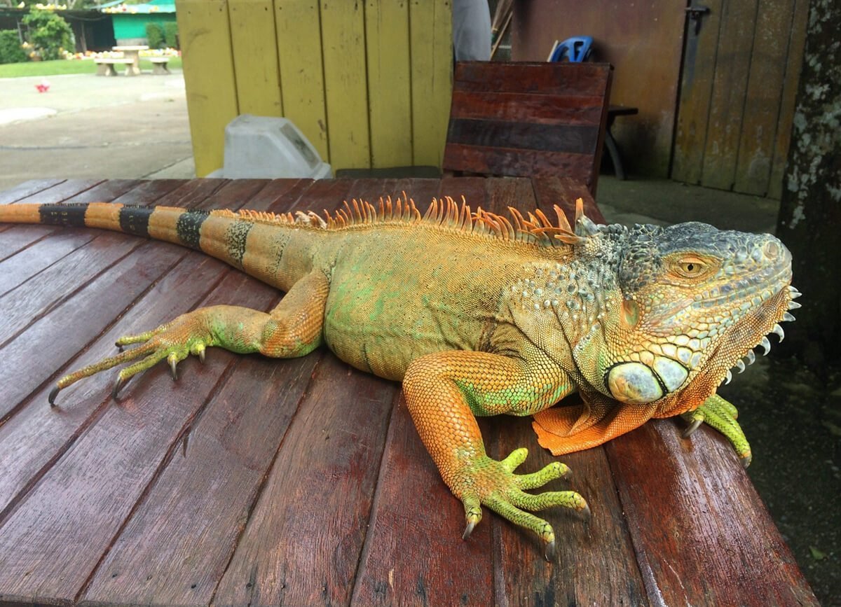 Photo of an iguana in Paradise Park There is an iguana in Paradise Park