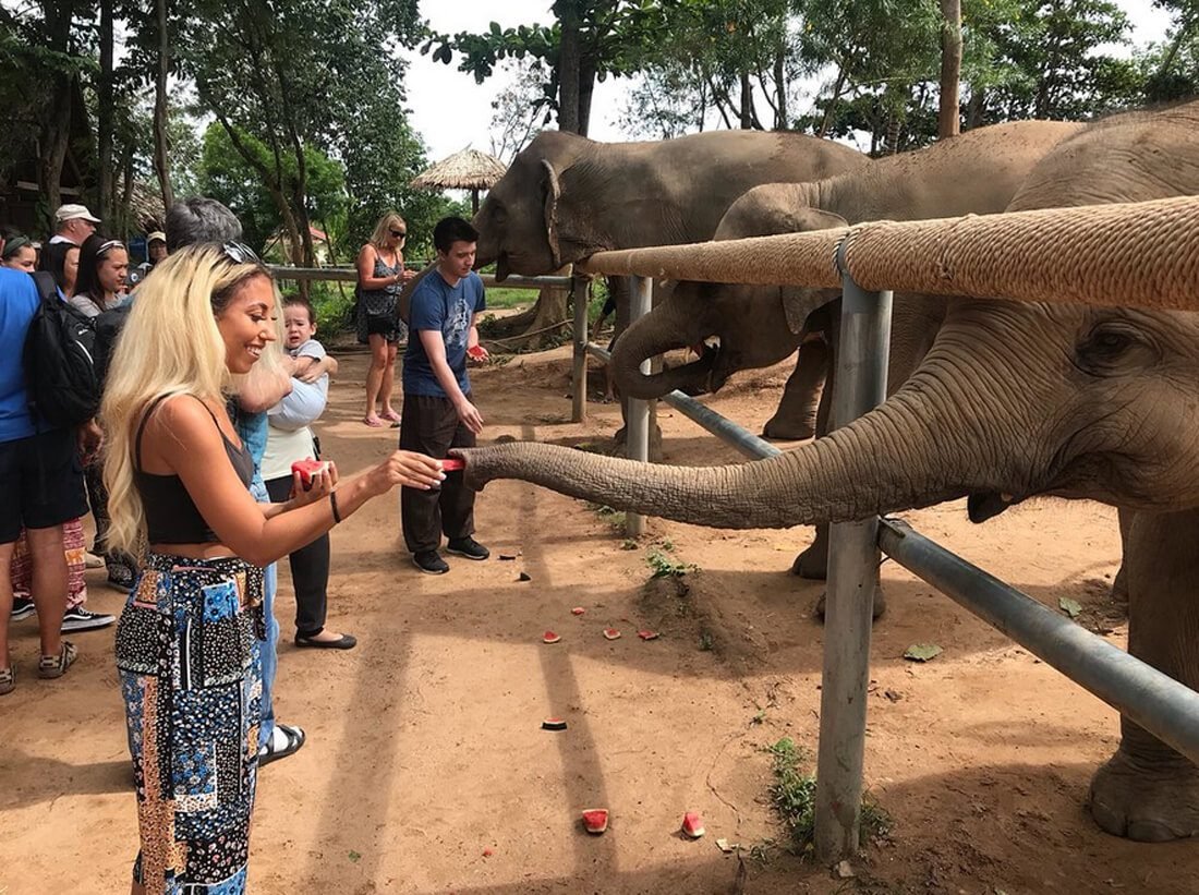 Tourists feed elephants at Koh Samui Elephant Shelter You can feed and pet the elephants
