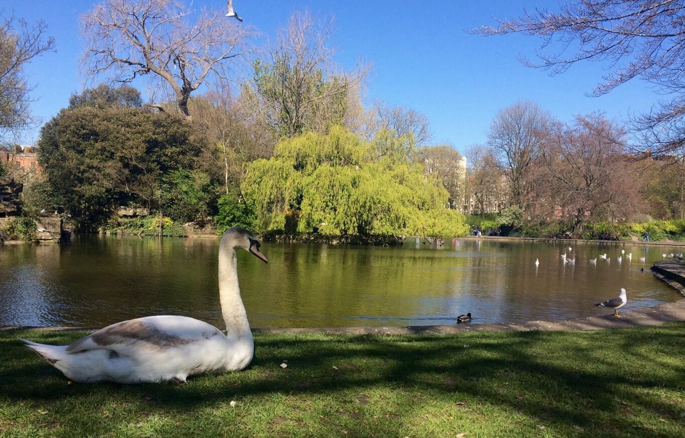 Lake in St. Stephen's Green Park, where birds live Decorative lake where birds live
