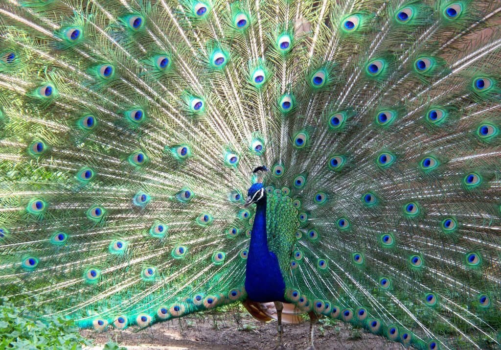Pictured is a peacock at the Dublin Zoo Peacock at the Dubna Zoo