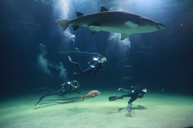 Shark Diving