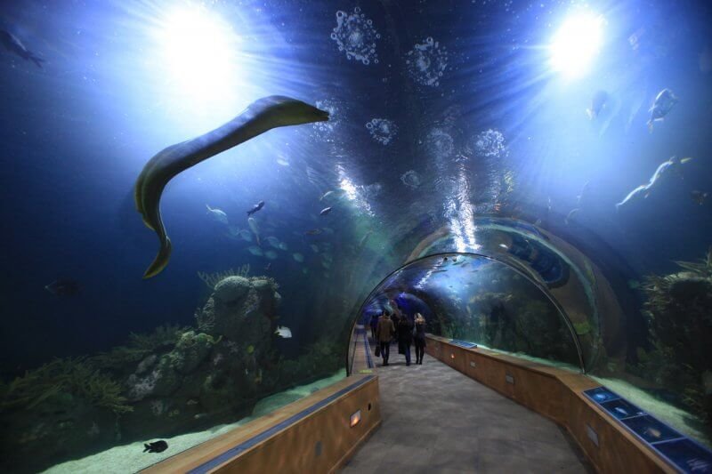 Tunnel in the Oceanographic Park