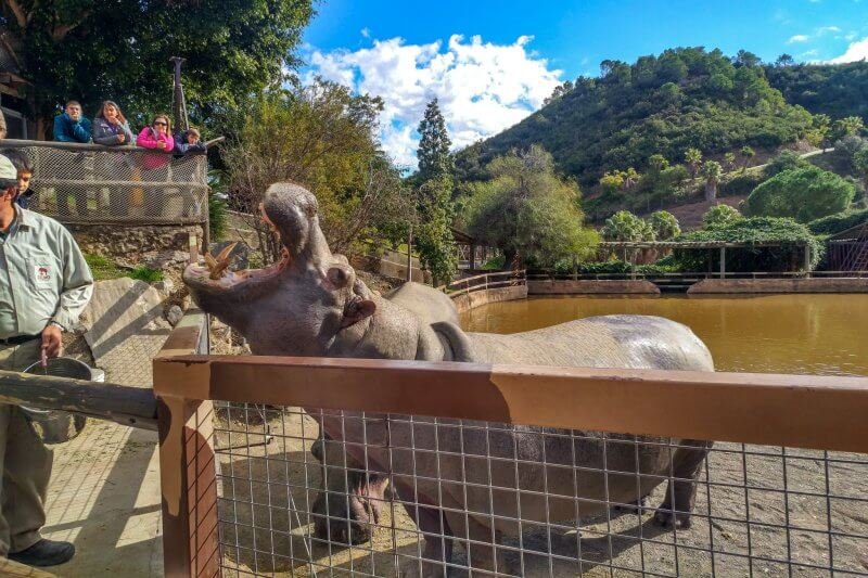 Animals in the amusement park