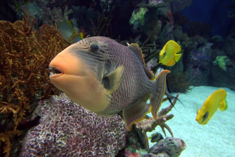 Red Sea Zone