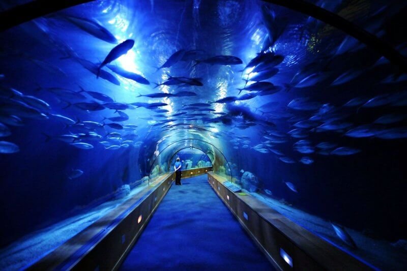 Ocean Zone