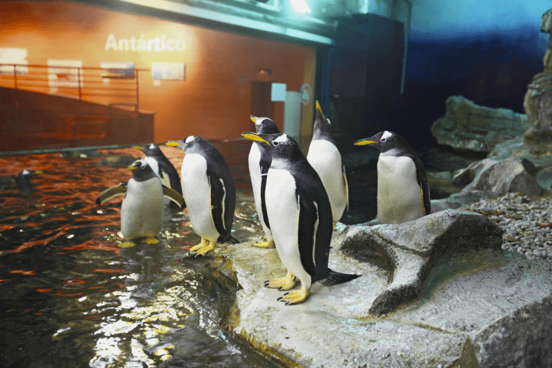 Antarctic Zone