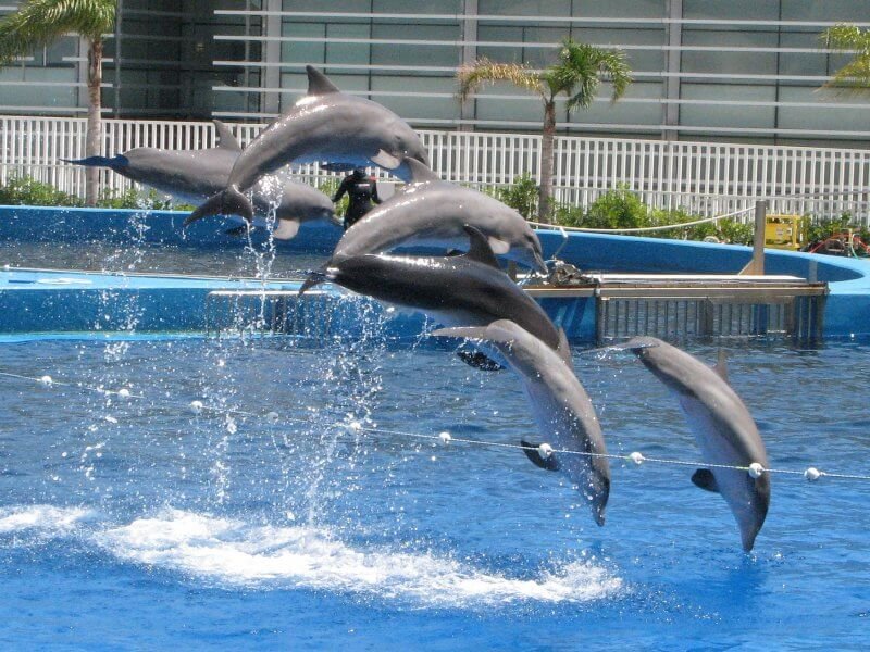 Dolphin Show