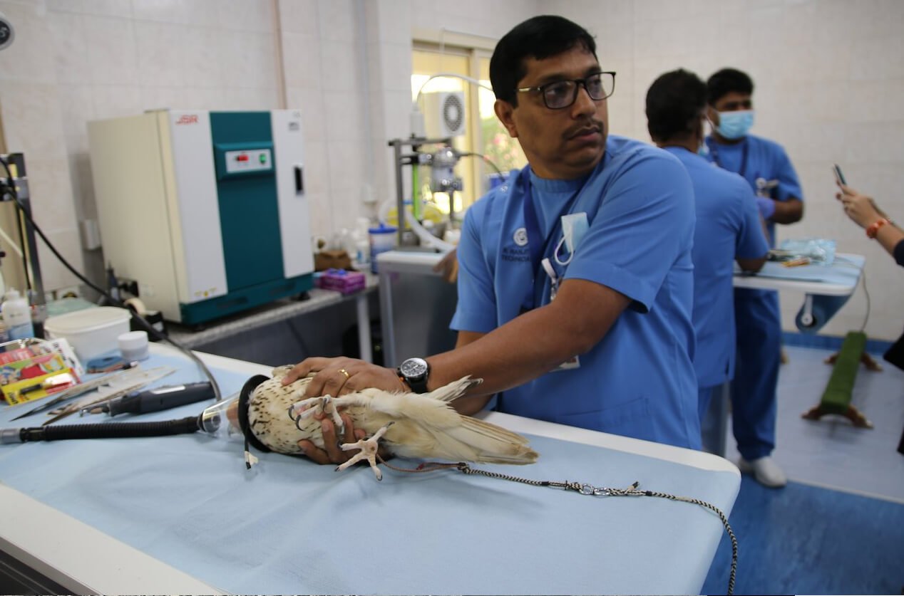 Photo of a doctor with a falcon at the Falcon Hospital Hospital visit