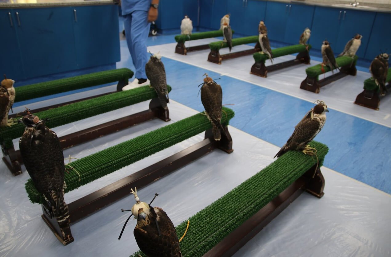Photo of sitting falcons at Falcon Hospital in Abu Dhabi Sitting Falcons