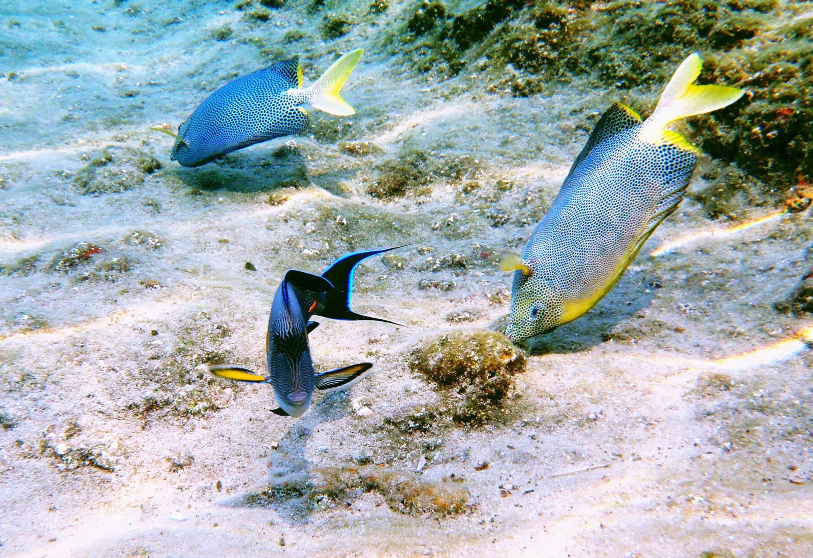 Fish living in the coral reef, Gulf of Eilat Coral Reef dwellers