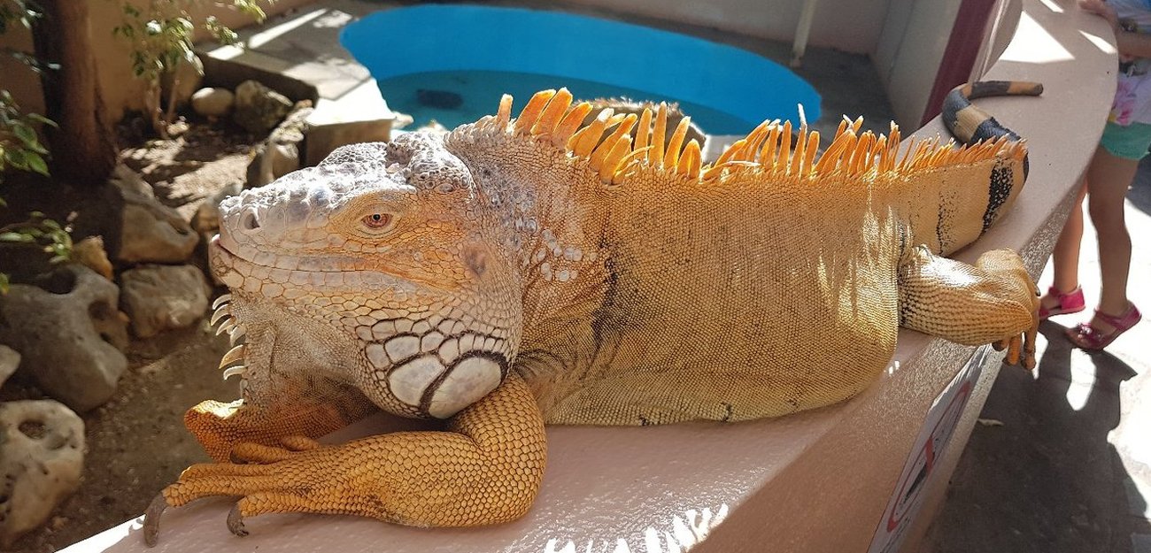 Large iguana basking in the sun at Aquaworld Aquarium, Hersonissos Aquaworld Resident