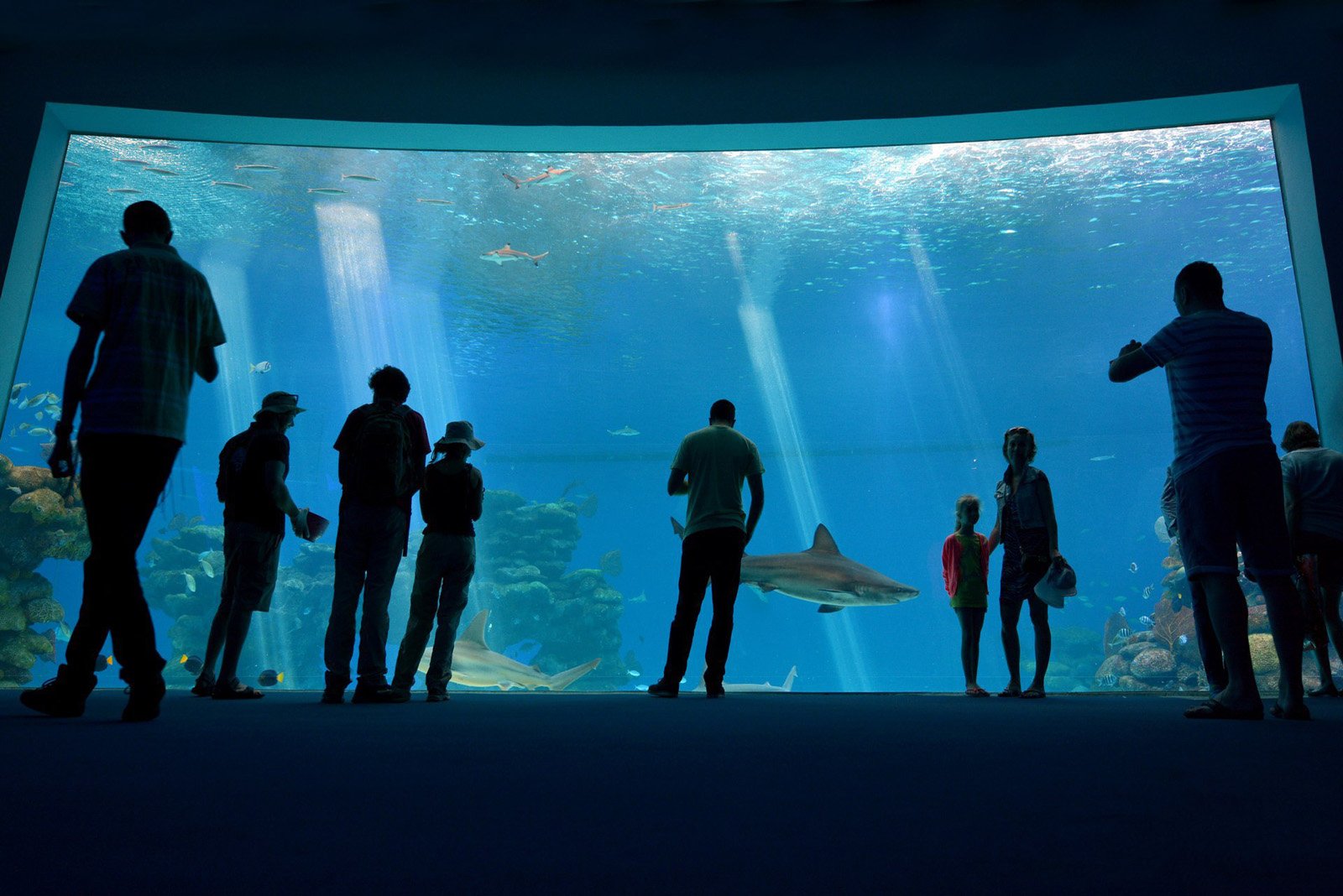 Shark pool at the Underwater Observatory Park, Eilat Aquarium in the Underwater Observatory Park