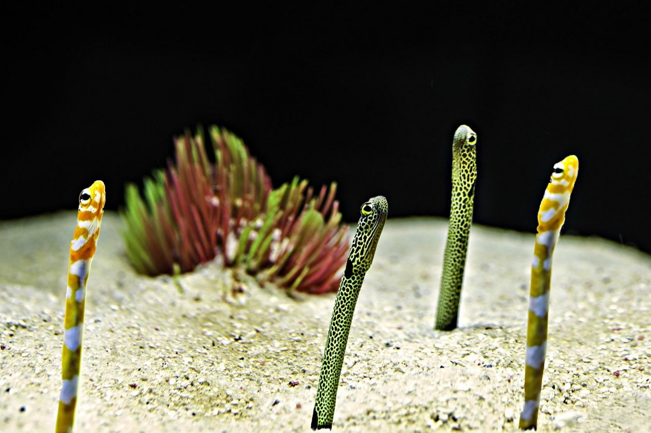 At the Coral Wonderland Melaka Aquarium