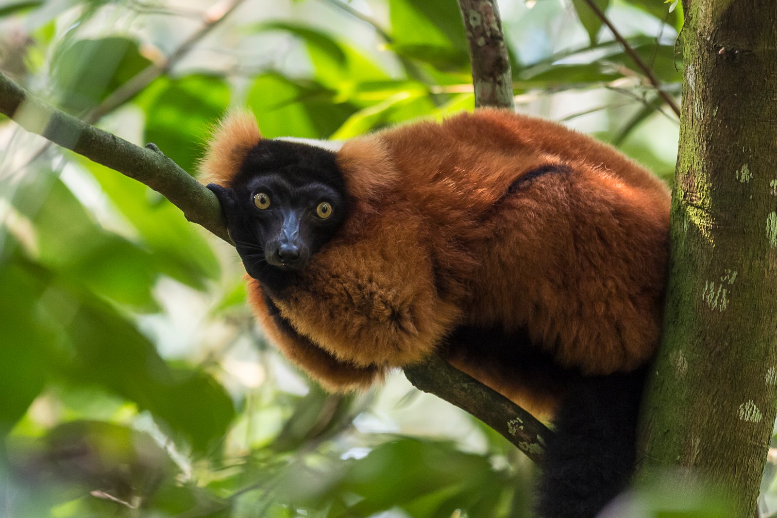 Photo of a resident of the wet tropics of the zoo Zoo Zurich Inhabitant of the humid tropics
