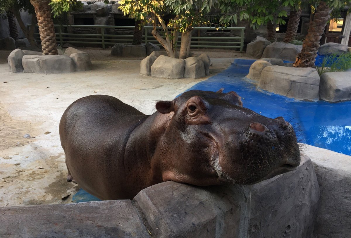 Photo of a hippo at the Emirates Zoo, Abu Dhabi Emirates Zoo