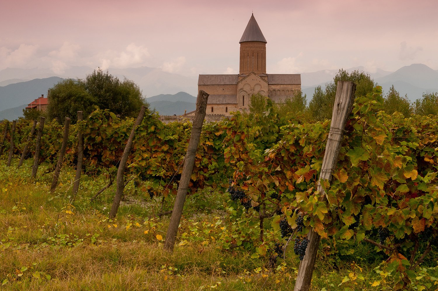 Vineyards of Kakheti in autumn Kakheti in autumn