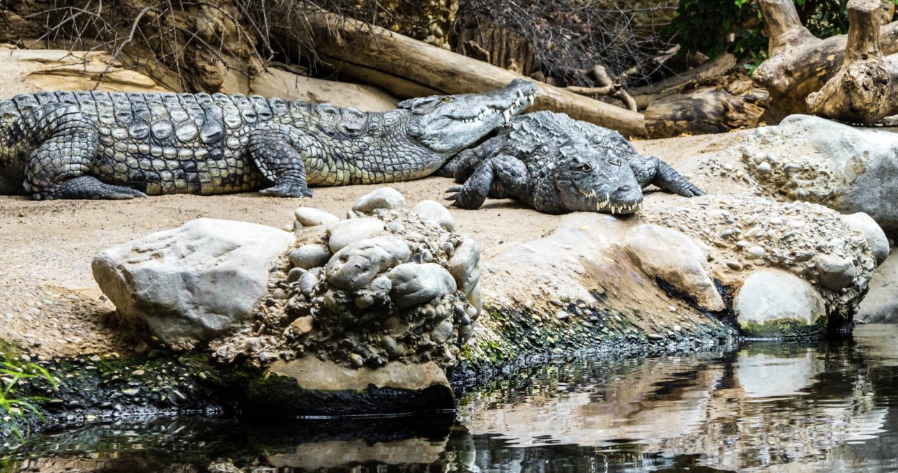 Photo of two crocodiles at the zoo in Basel, Switzerland Crocodile in the zoo of Basel, Switzerland