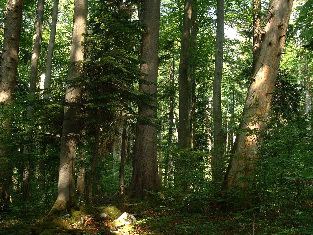 Photo of the forest near Plitvice lakes Plitvice Lakes Forests