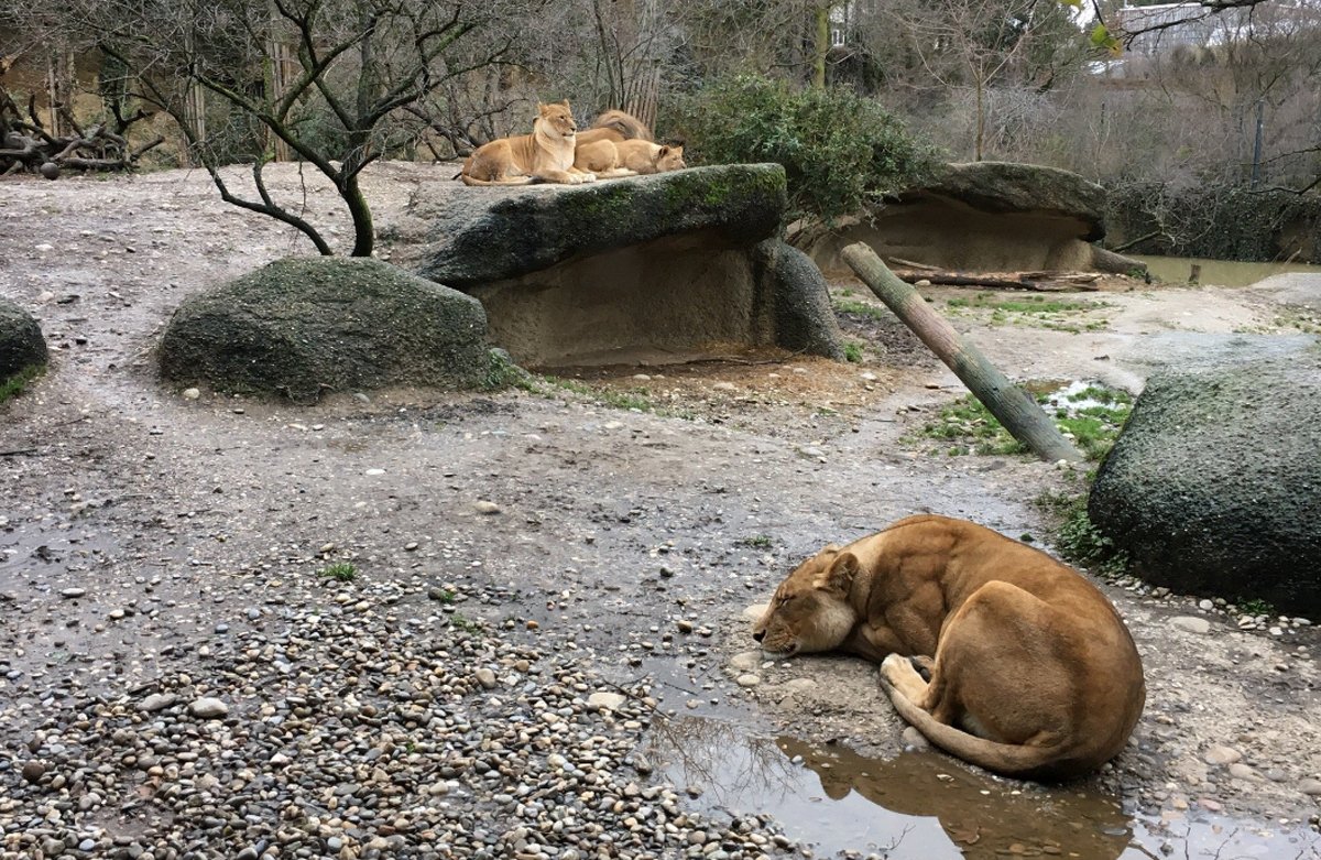 Photos of resting lions at the zoo in Basel, Switzerland Lions at the zoo in Basel, Switzerland