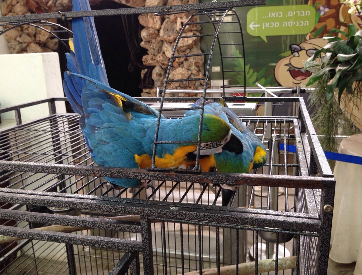 Pet parrots indulge in Utopia Park Pet parrots live in the zoo