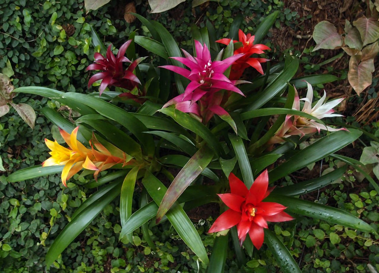 Blooming flowers in Utopia Park Utopia Park