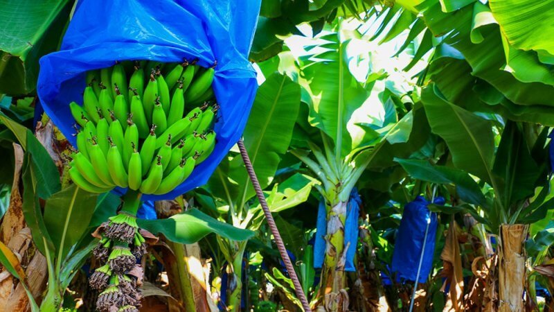Banana plantations