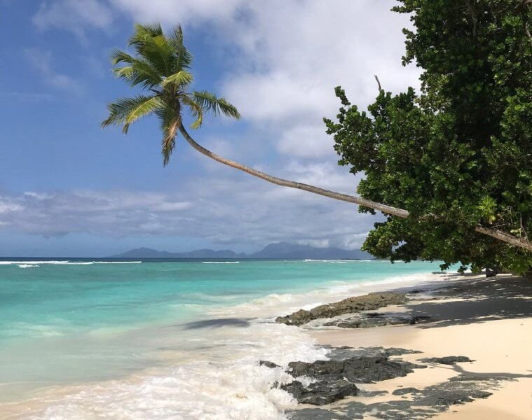 Palm trees on the turquoise beach of Silhouette Island in the Seychelles Palm tree on the island's beach