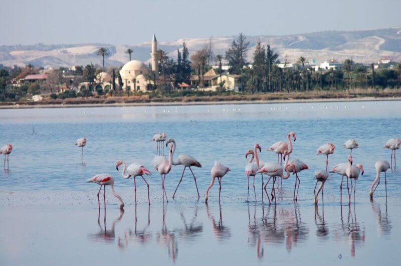 Flamingos on a salt lake in Cyprus near Larnaca Salt Lake in Larnaca